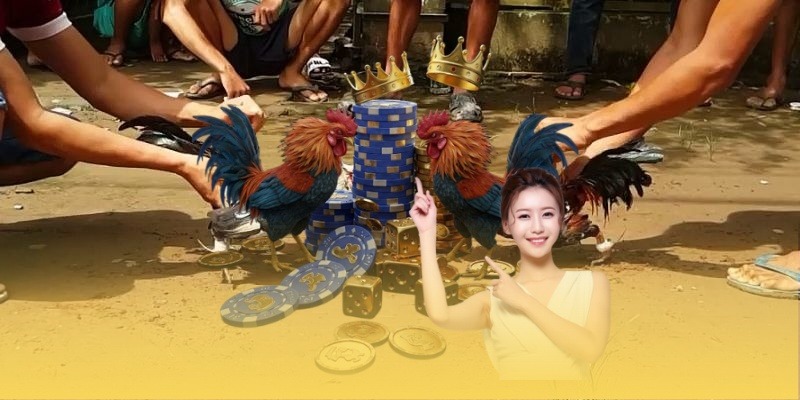 Đá gà 79King mang tới những trận cầu mãn nhãn